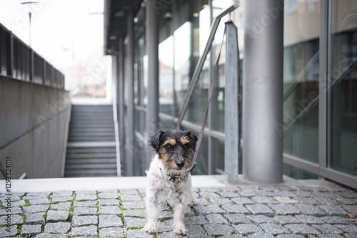 Fototapeta Naklejka Na Ścianę i Meble -  Sad small Jack Russell Terrier dog tied to on a pole. Maybe the dog was also abandoned and left behind