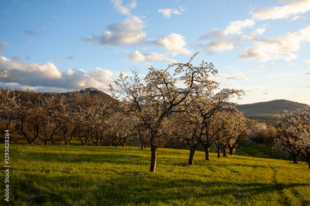 Blühende Streuobstwiese an der Limburg bei Weilheim an der Teck. Frühling an der Schwäbischen Alb mit Blick Richtung Breitenstein und Burg Teck. Blühende Streuobstwiese an der Limburg bei Weilheim an der Teck. Frühling an der Schwäbischen Alb mit Blick Richtung Breitenstein und Burg Teck.