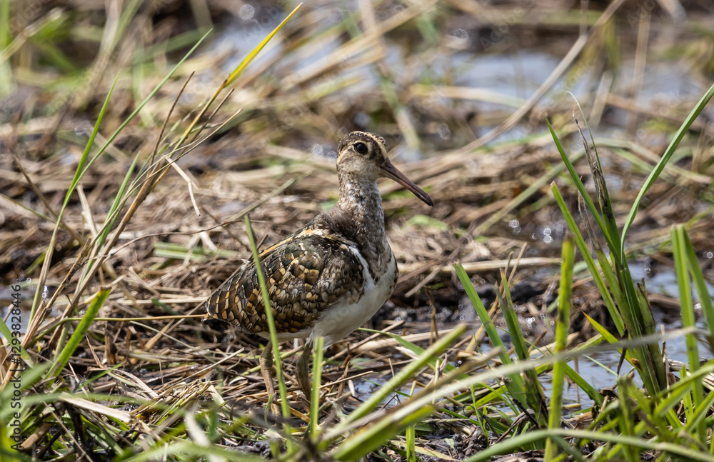 Greater painted-snipe It is a water bird in the order of shorebirds that looks different from most other birds. That is, females are more colorful than males. and does not help the male in incubating.
