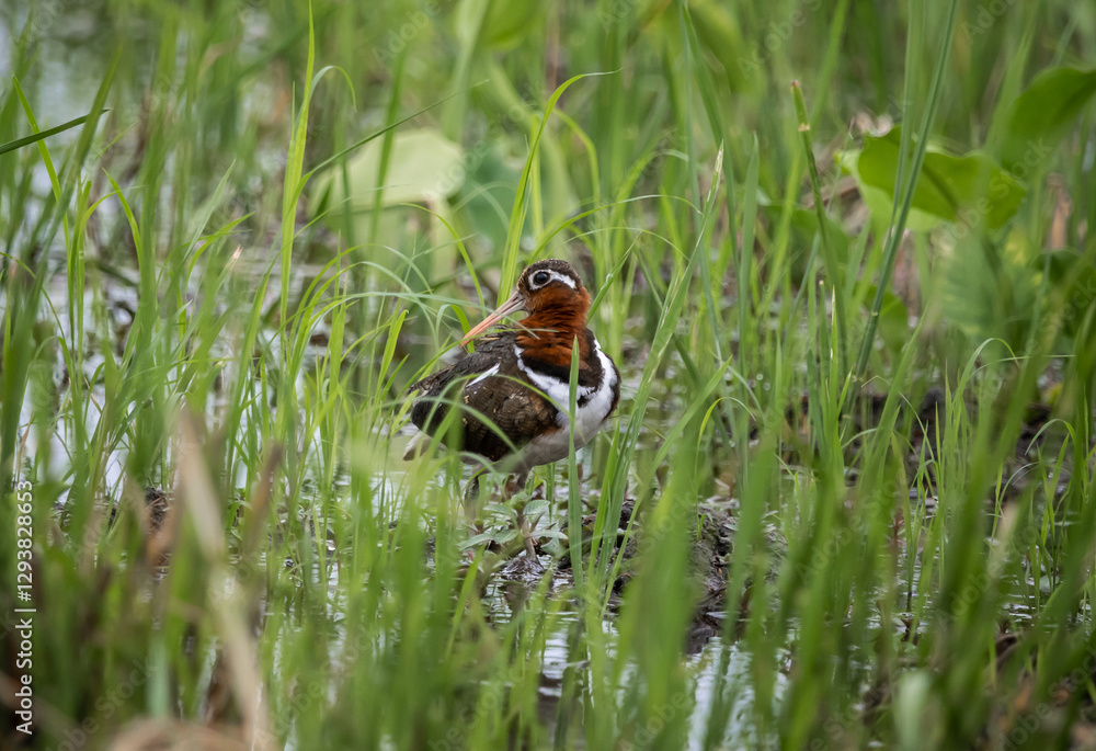 Fototapeta premium Greater painted-snipe It is a water bird in the order of shorebirds that looks different from most other birds. That is, females are more colorful than males. and does not help the male in incubating.