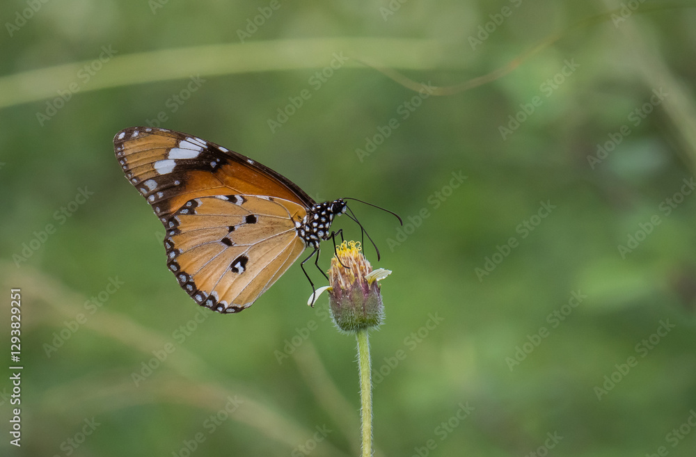 Plain Tiger Perched on a grass flower and photographed in macro. Plain Tiger Perched on a grass flower and photographed in macro.