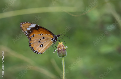 Plain Tiger Perched on a grass flower and photographed in macro. photo