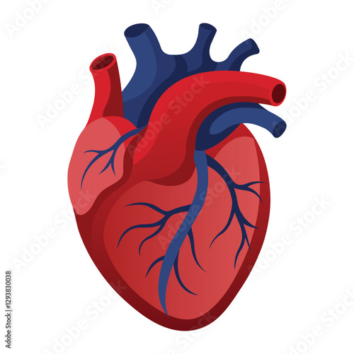 Internal Human Heart Organ Displayed on White