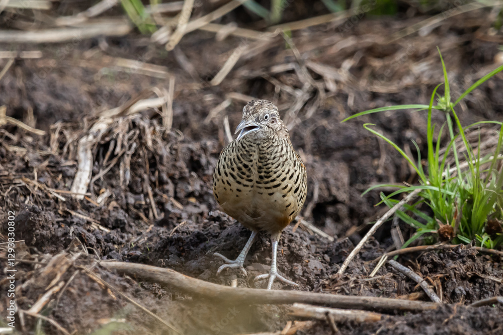 Barred Buttonquail It is a resident bird that can be found in Thailand and Southeast Asia.