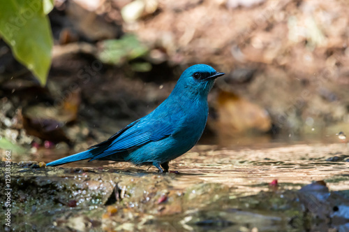 verditer flycatcher ( eumyias thalassinus) A unique bird with a bright blue color. Males have a black stripe at the corner of their eyes. Females are lighter in color.