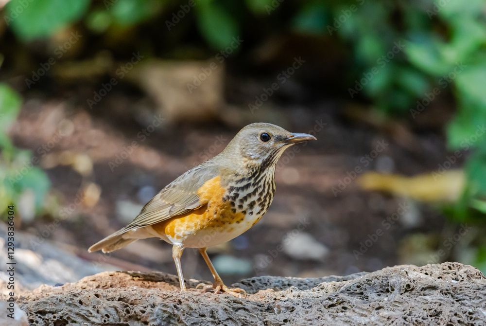 Grey-backed thrush It is a migratory bird escaping the cold weather and wandering into Thailand. Grey-backed thrush It is a migratory bird escaping the cold weather and wandering into Thailand.