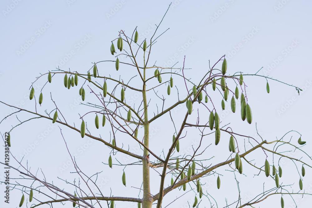 Fototapeta premium shows a tree laden with elongated green fruits. The branches seem mostly leafless, with a mix of fresh green leaves and some dried vines entangled in them.