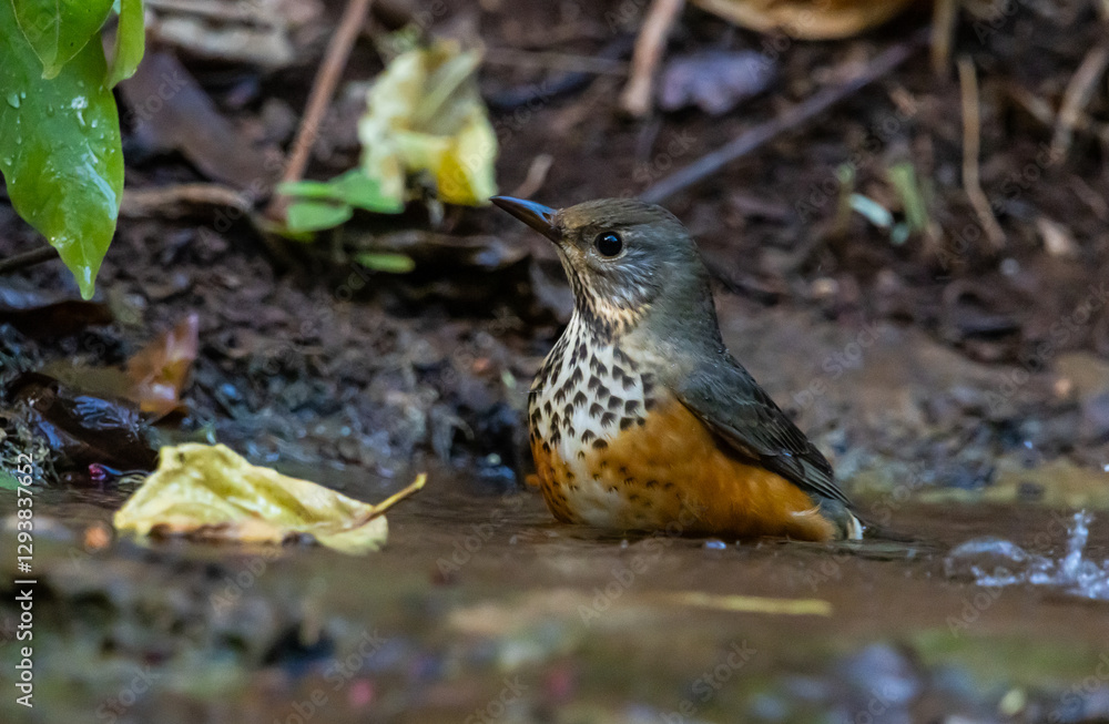 Grey-backed thrush It is a migratory bird escaping the cold weather and wandering into Thailand. Grey-backed thrush It is a migratory bird escaping the cold weather and wandering into Thailand.