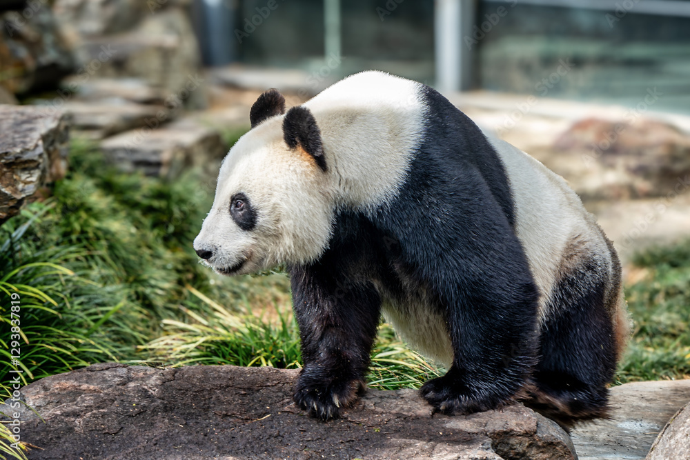 Obraz premium Panda standing on a rock