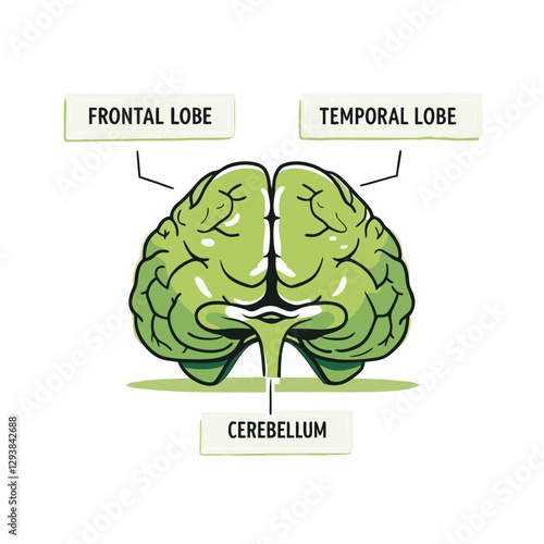 Vector illustration of a labeled human brain, highlighting the frontal lobe, temporal lobe, and cerebellum. Perfect for educational and medical use.