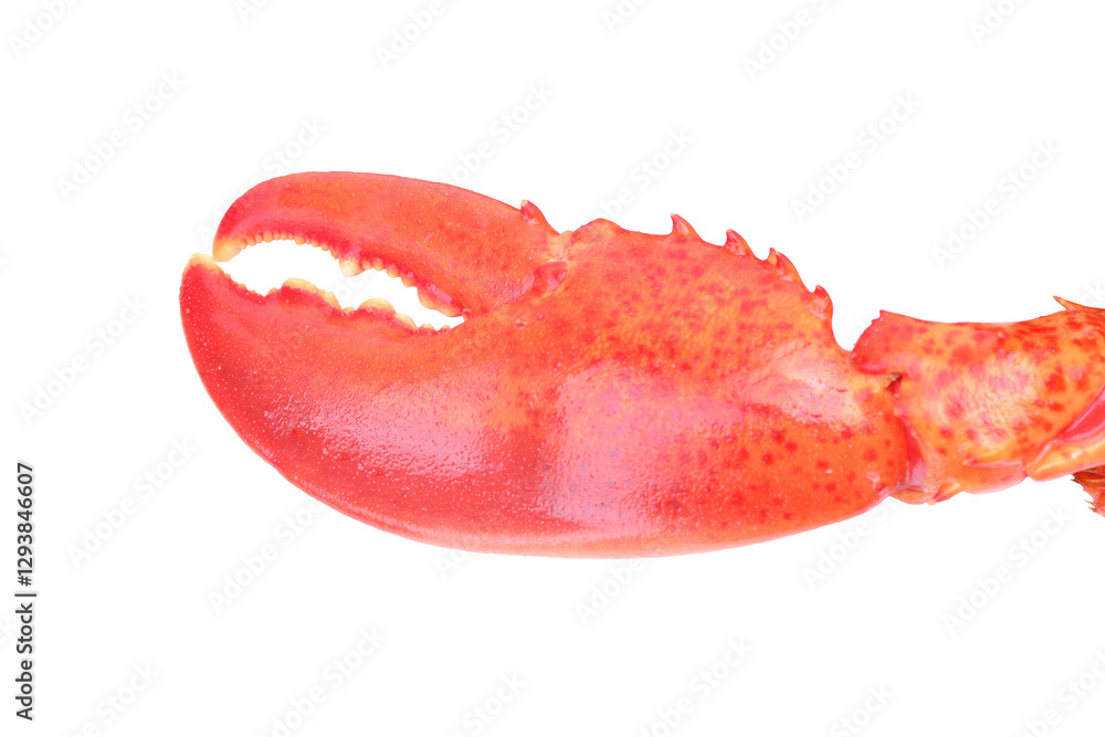 Red lobster isolated on white background