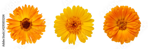 Set of three pot marigold (Calendula officinalis) flowers isolated.