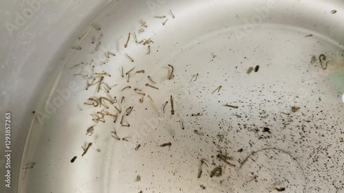 mosquito's larva in water