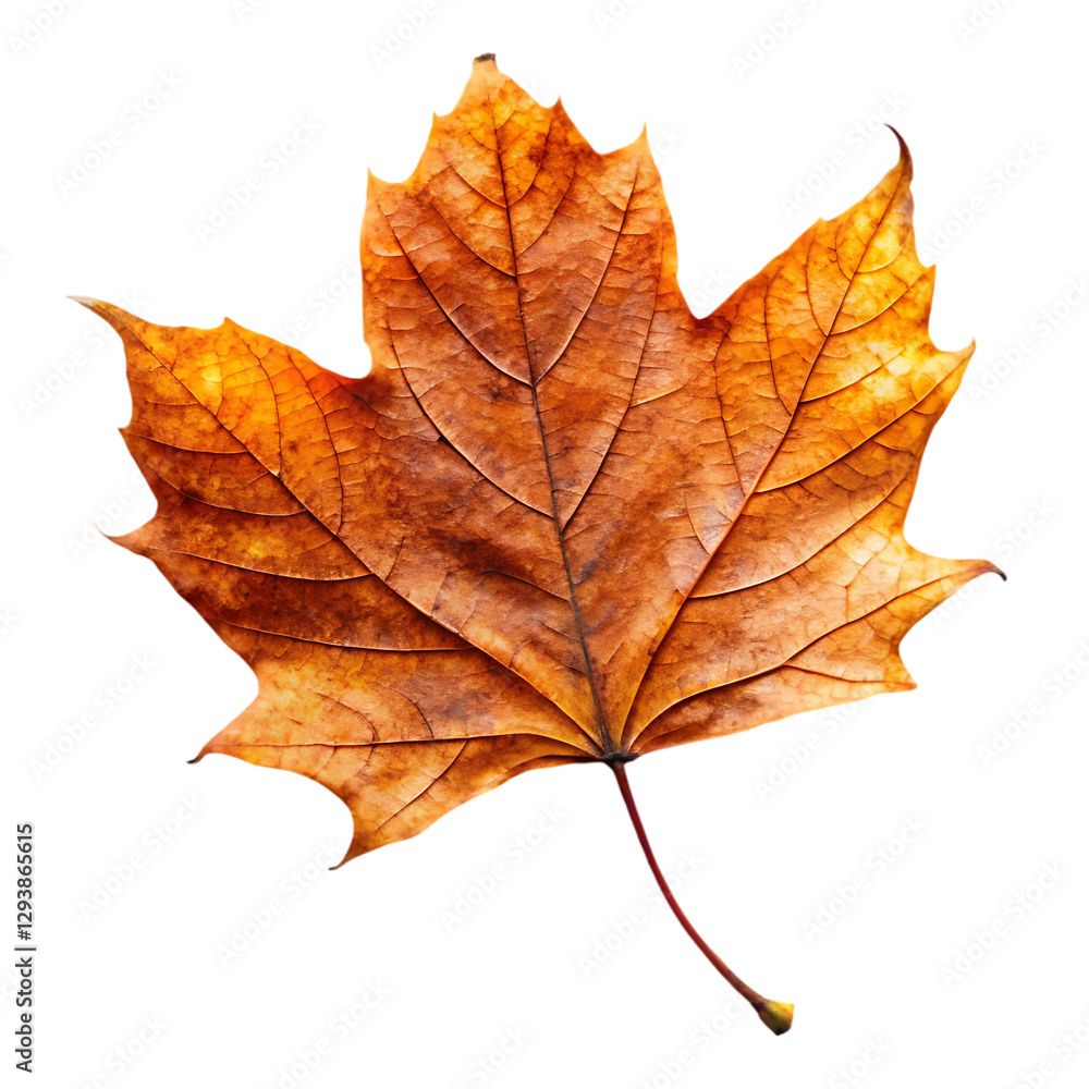 Dry fallen autumn leave Dry fallen autumn leave