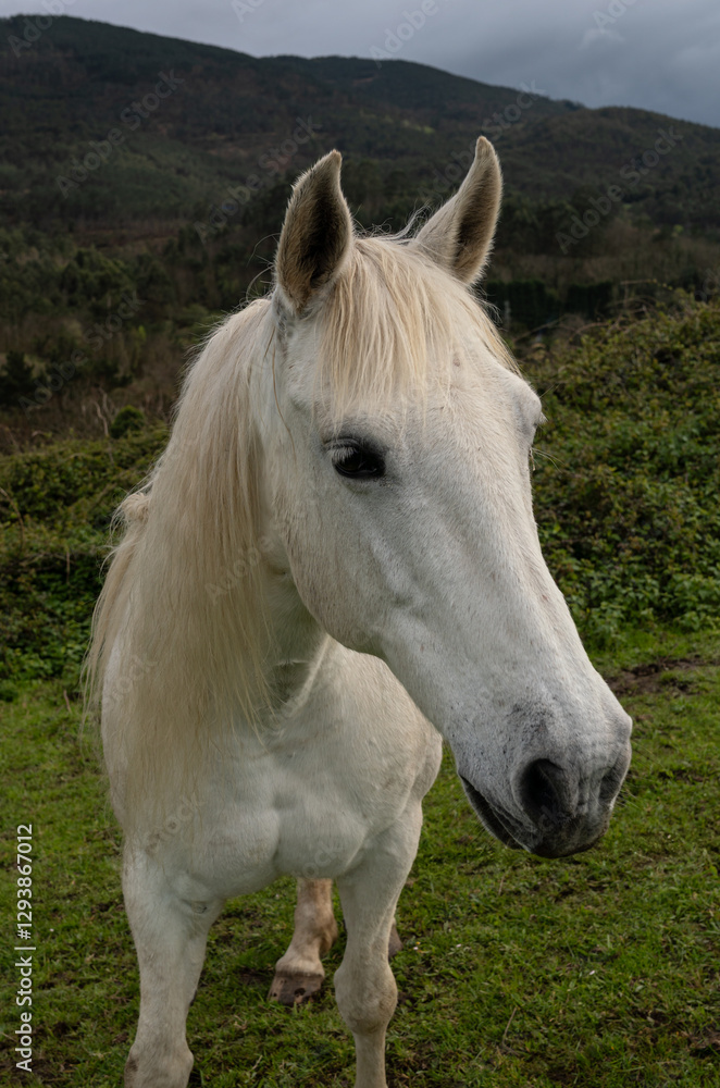 Horse grazing in the mountains Horse grazing in the mountains