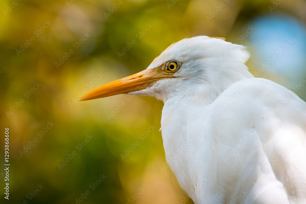 Close up portrait of a cute Cattle Egret bird resting in the shades of a forest in Malaysia Close up portrait of a cute Cattle Egret bird resting in the shades of a forest in Malaysia