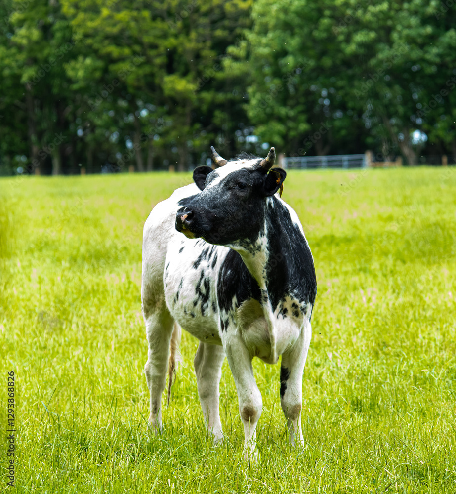 black and white cow black and white cow