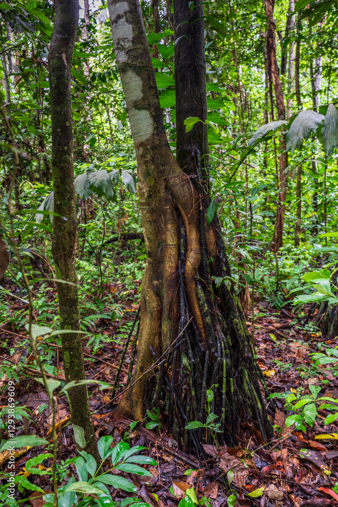 Obraz premium very beautiful and interesting trees and plants of the Amazon forest