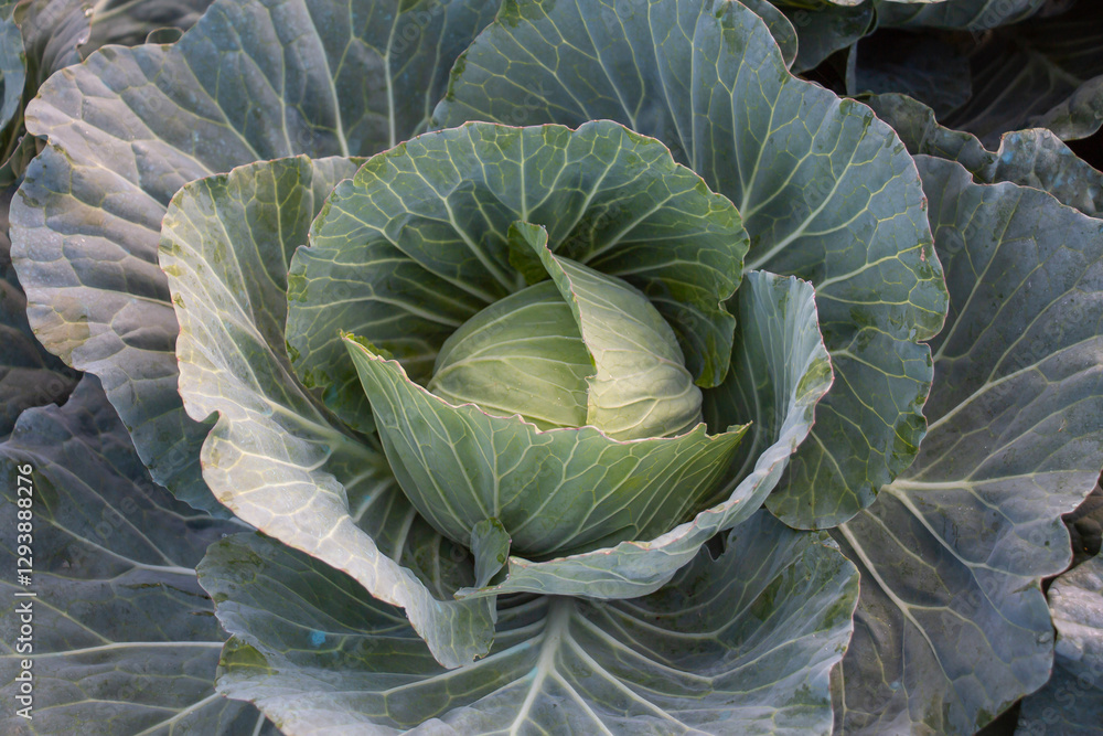Fototapeta premium head of cabbage