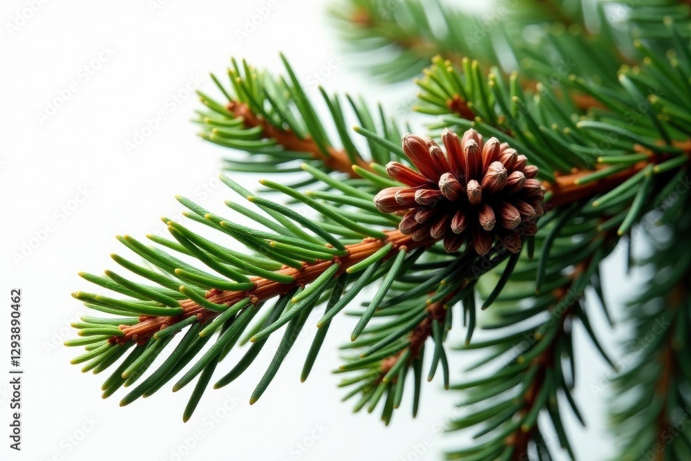 Elegant pine branch, cones, rich green needles, isolated , detail, serenity Elegant pine branch, cones, rich green needles, isolated , detail, serenity