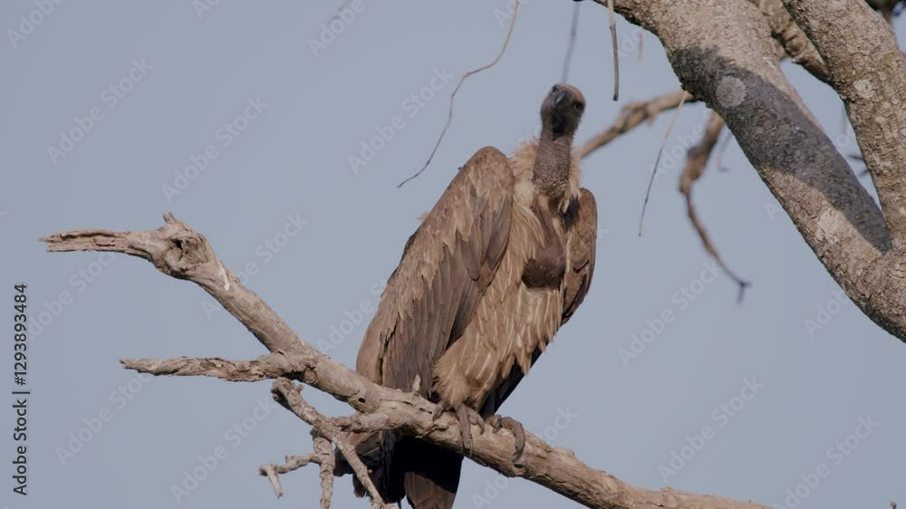 Vulture Looking Around From The Tree Branch In Kidepo Valley National Park, Uganda. - static shot Vulture Looking Around From The Tree Branch In Kidepo Valley National Park, Uganda. - static shot