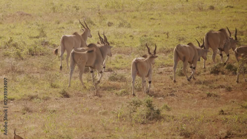 Herd Of Common Elands (Taurotragus oryx) Walking On the Plains of Kidepo Valley National Park In Uganda, Africa. - wide shot Herd Of Common Elands (Taurotragus oryx) Walking On the Plains of Kidepo Valley National Park In Uganda, Africa. - wide shot
