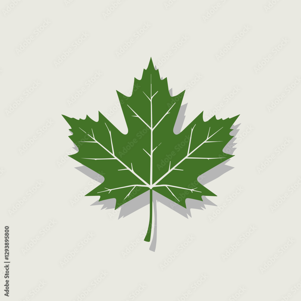 Fototapeta premium A Flat-Style Green maple leaf on a Plain White Background