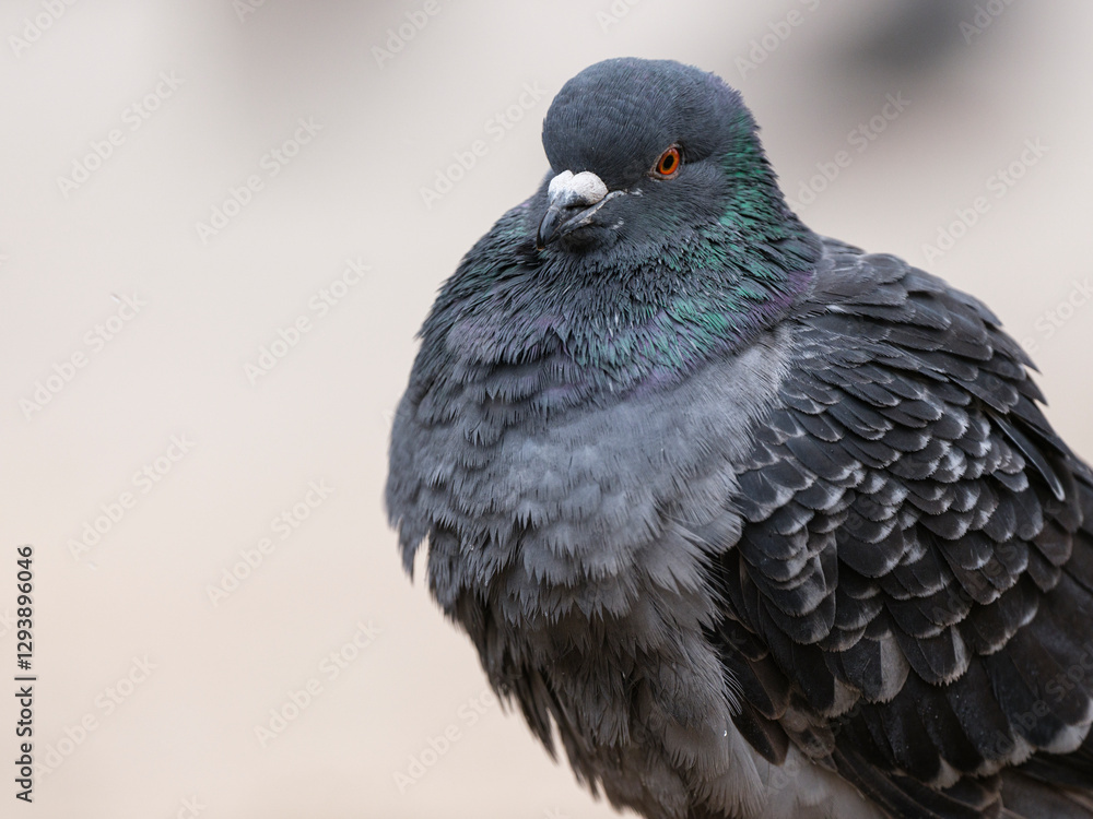 Fototapeta premium portrait of a beautiful pigeon