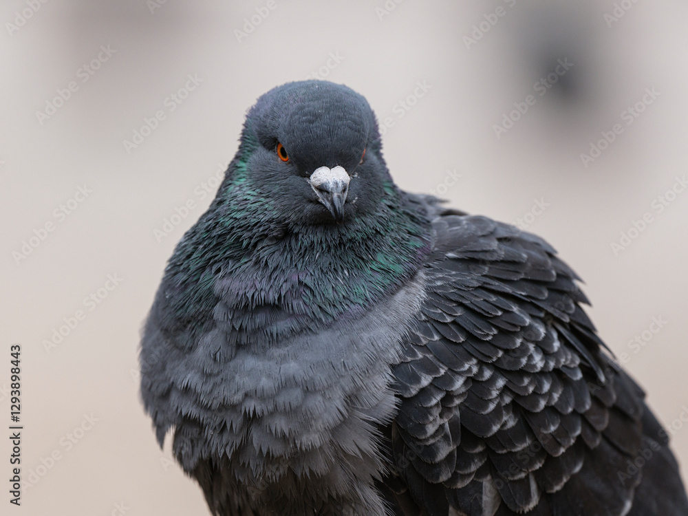 Obraz premium portrait of a beautiful pigeon