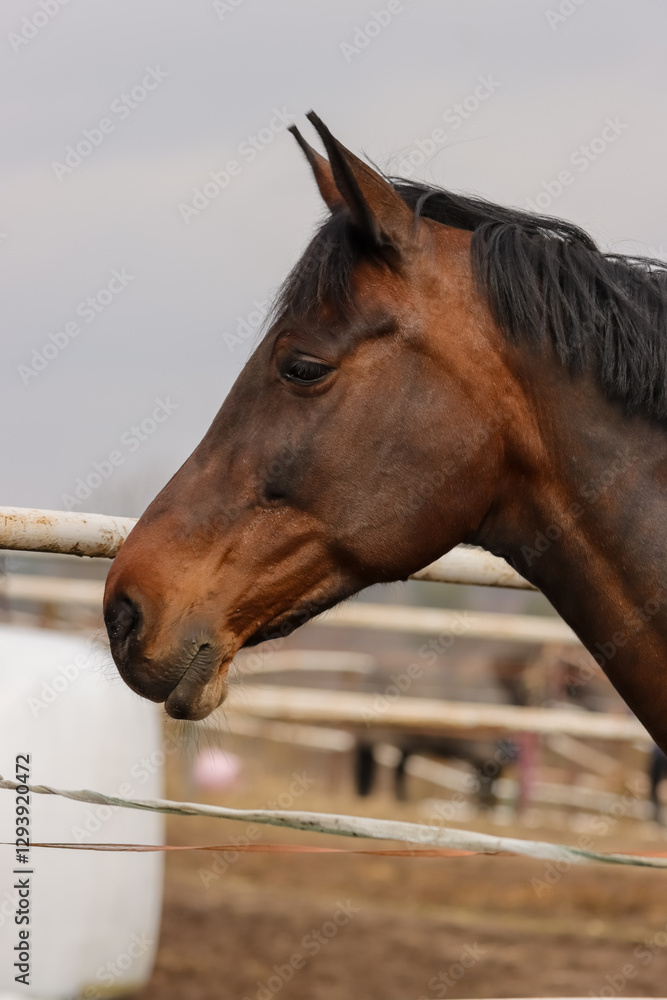 Fototapeta premium Beautiful brown riding horse portrait from the yard of the riding school. A few other horses can be seen in the blurred background.