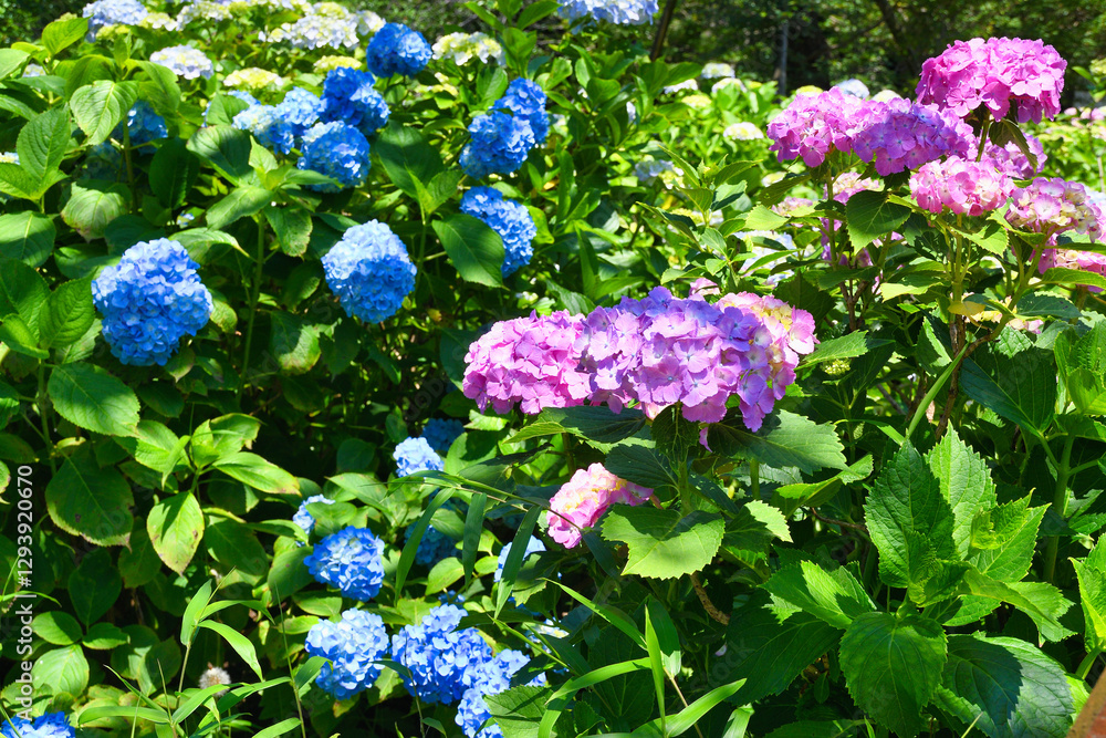 本土寺 美しい紫陽花(あじさい,アジサイ) (日本千葉県松戸市) Hondo-ji Temple (Hondoji Temple) Beautiful hydrangea (Matsudo City, Chiba Prefecture, Japan) 本土寺 美しい紫陽花(あじさい,アジサイ) (日本千葉県松戸市) Hondo-ji Temple (Hondoji Temple) Beautiful hydrangea (Matsudo City, Chiba Prefecture, Japan)