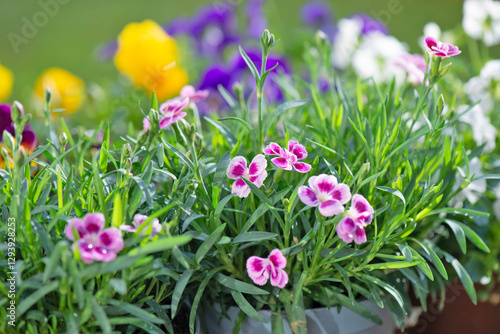 closeup up on beautiful colorful flowers of carnation and viola background bl...