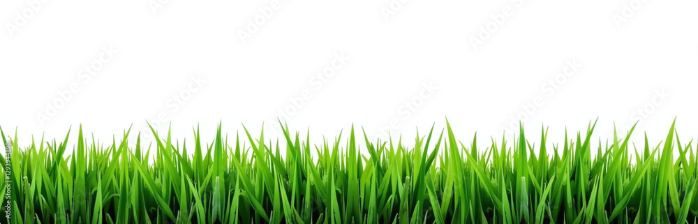 The Green Grass Border Is Surrounded By A White Background With The Horizon Of The Green Lawn In View. The Green Grass Border Is Surrounded By A White Background With The Horizon Of The Green Lawn In View.