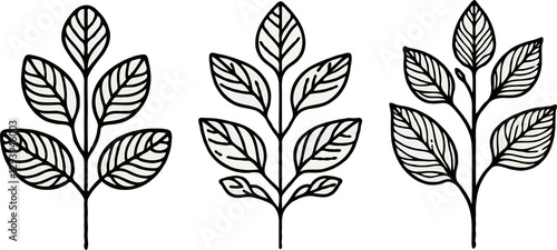 Illustrator Artwork Hand Drawn Vintage Sketch Drawing, green leaves Line Art, Plants Collection branches Floral elements, set of Botanical Illustration Outline leaf, branch Black And White leaves
