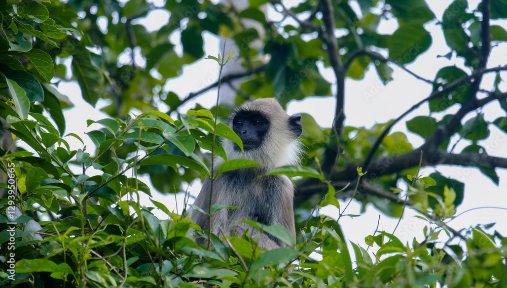 Obraz premium Tufted gray langur monkey sitting in a tree amongst green leaves in Sri Lanka