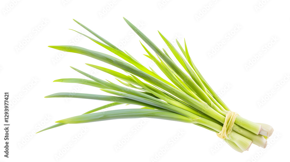 Fresh Lemongrass Stalks Tied Together, Perfect for Culinary and Herbal Remedy Uses Fresh Lemongrass Stalks Tied Together, Perfect for Culinary and Herbal Remedy Uses