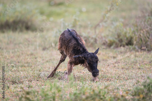 a newly born wildebeest calf is struggling to stand up on the vast savannah of Serengeti, Tanzania