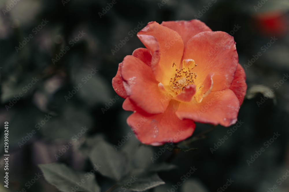 赤とオレンジの美しいバラの花