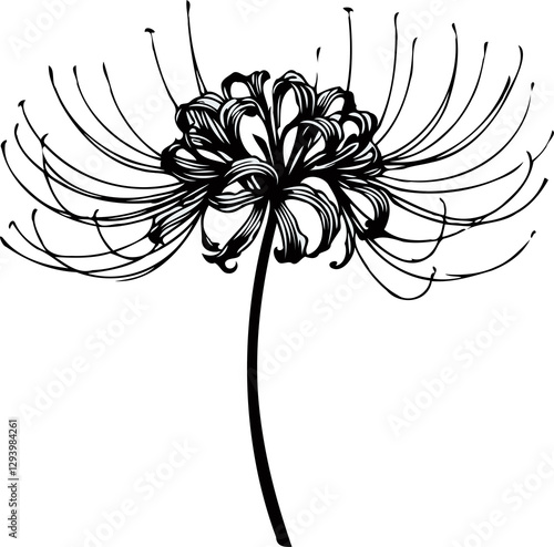 PNG, Hand drawn lilies sketch, spider lily buds flower, set of flowers vector, illustration outline, botanical black and white line art, Lycoris lineart leaves and stems in engraving style