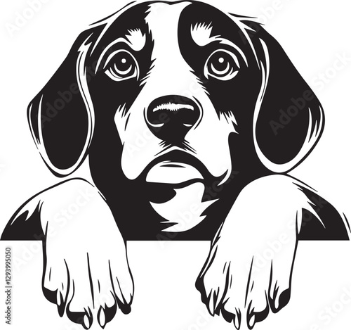 peeking beagle dog with paws