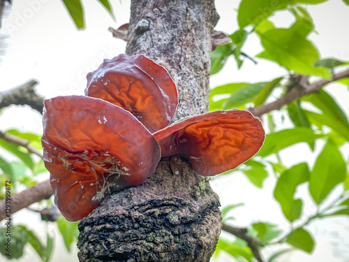 Group of wood ear mushrooms that live on rotten wood in the forest. Brown colored wild mushroom fungi grow on wet tree bark. Concept for biology and biodiversity.