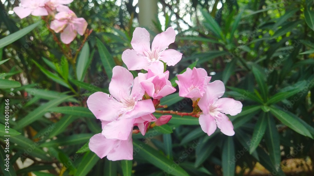 Vivid pink flowers blooming against green foliage, providing a serene and natural atmosphere. Vivid pink flowers blooming against green foliage, providing a serene and natural atmosphere.