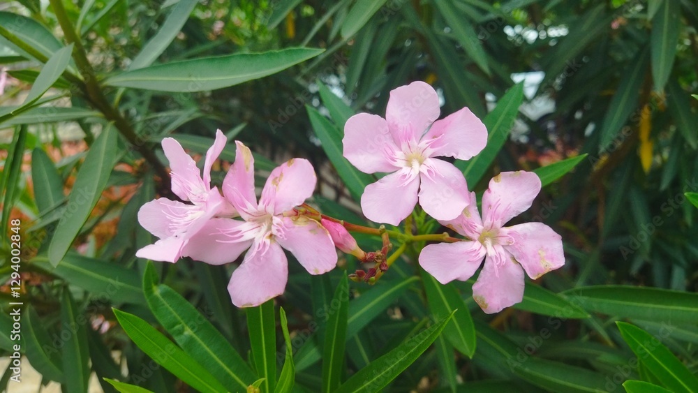 Vivid pink flowers blooming against green foliage, providing a serene and natural atmosphere. Vivid pink flowers blooming against green foliage, providing a serene and natural atmosphere.