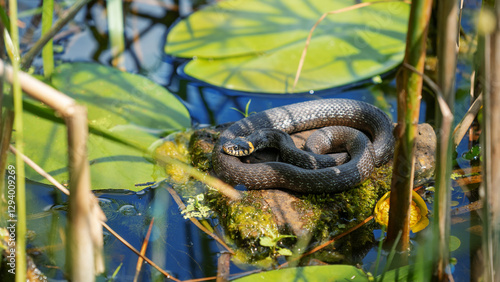 Fotografie The grass snake (Natrix natrix). Basking in the sun