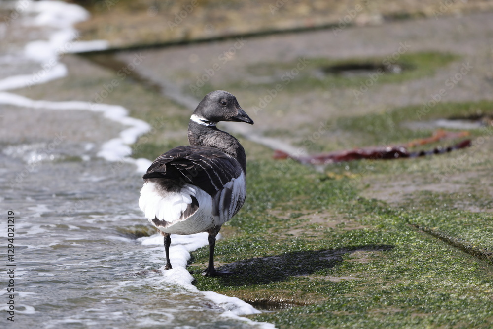Φωτογραφία The brant or brent goose (Branta bernicla orientalis) is a small goose of the genus Branta