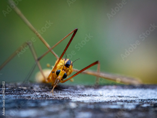 TIger crane fly - Genus Nephrotoma