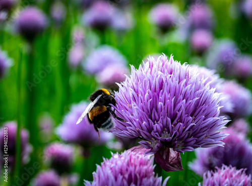 Bumblebee on a purple flower