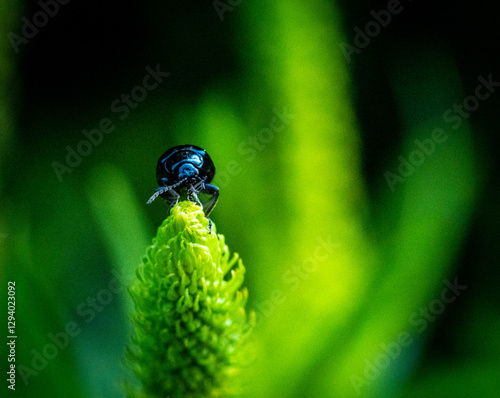 A leaf beetle sitting on a green flower, macro photo