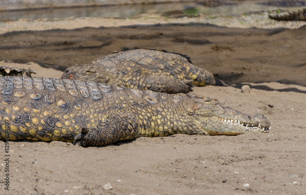 Nile crocodile, one of the most dangerous animals in the world, found in Africa. a powerful aggressive reptile while resting and basking on the sand. wild animal. Nile crocodile, one of the most dangerous animals in the world, found in Africa. a powerful aggressive reptile while resting and basking on the sand. wild animal.