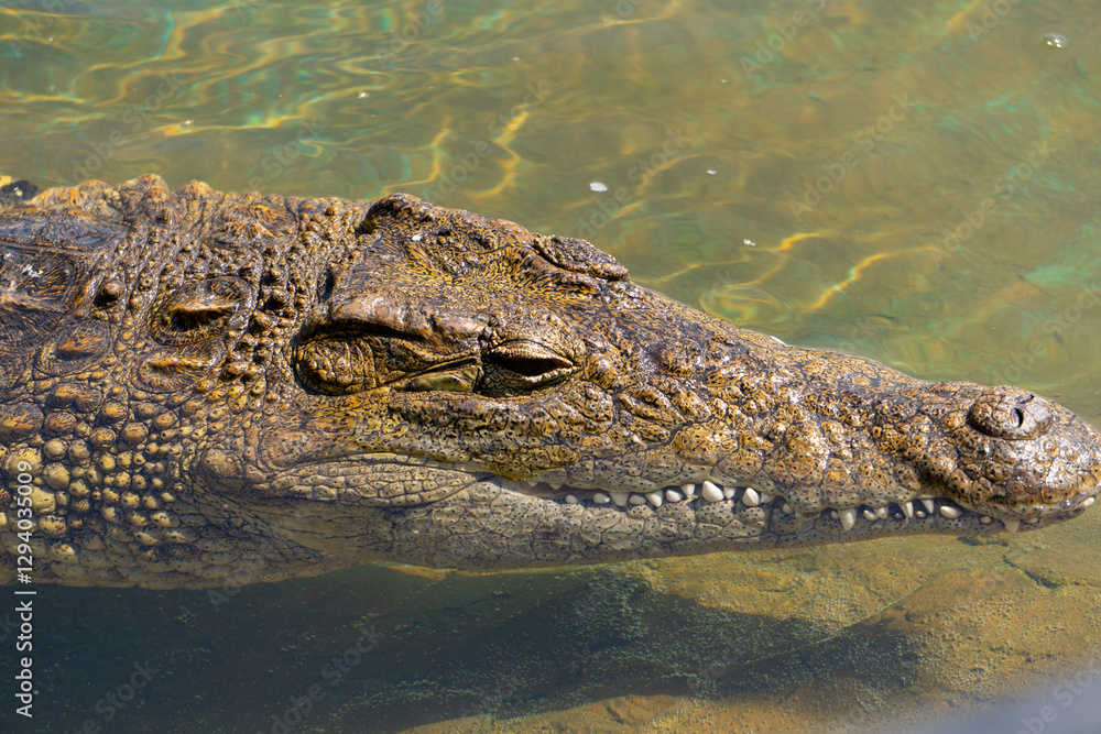 Nile crocodile, one of the most dangerous animals in the world, found in Africa. powerful aggressive reptile while resting in water, wild animal Nile crocodile, one of the most dangerous animals in the world, found in Africa. powerful aggressive reptile while resting in water, wild animal
